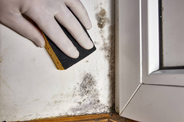 Best Mold Removal for HVAC Installations  in Guthrie, OK